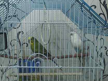 Волнистые попугаи мальчик и девочка с клеткой
