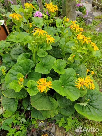 Бузульник растение