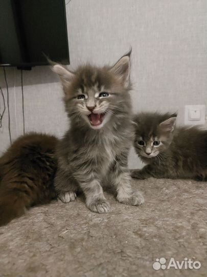 Котята мейн-кун