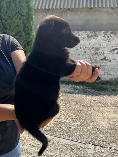 Щенки немецкой овчарки