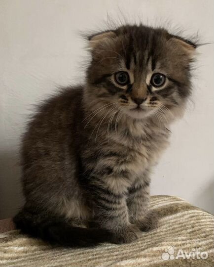 Котята в добрые руки бесплатно