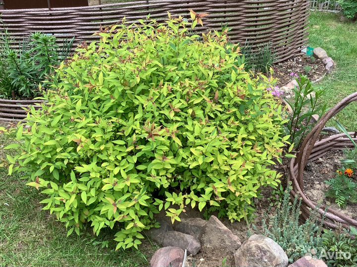 Спирея Японская и Голд принцесс