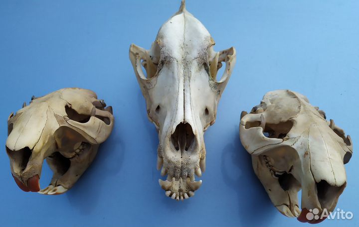 Черепа животных для интерьера. Оригинал. Лот