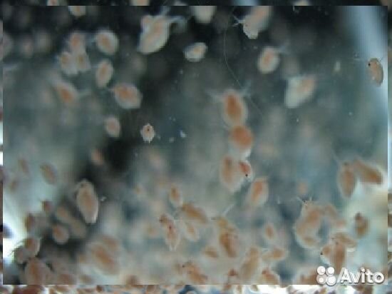 Дафния магна - пресноводная