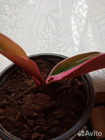 Строманта триколор