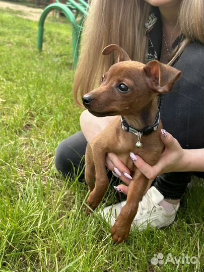 Щенки цвергпинчера