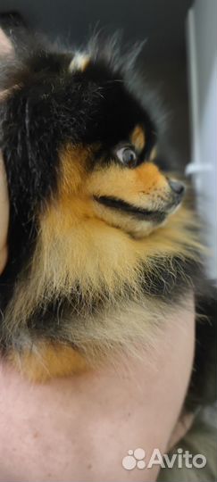 Вязка. Шпиц. Ищем девочку