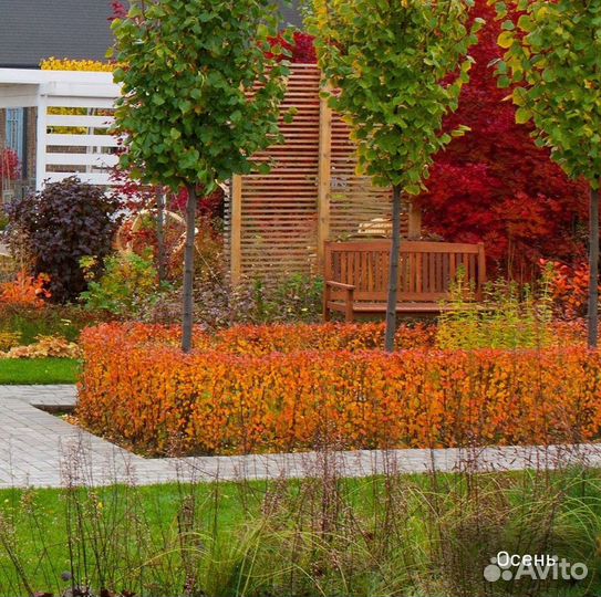 Кизильник блестящий зкс