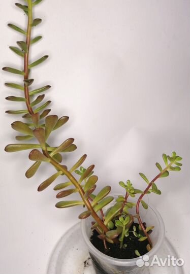 Суккуленты 3