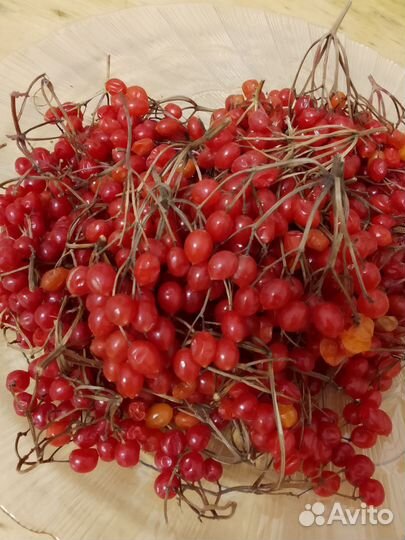 Калина ягода