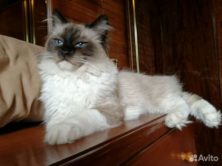 Клубный котенок рэгдолл с документами