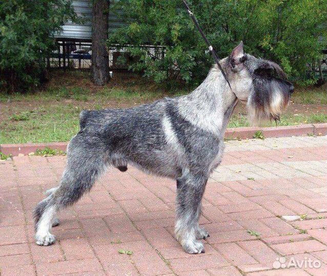 Миттельшнауцер Сэм ищет новый дом