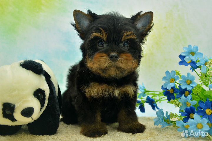 Цветной йорк, мальчик Лаки