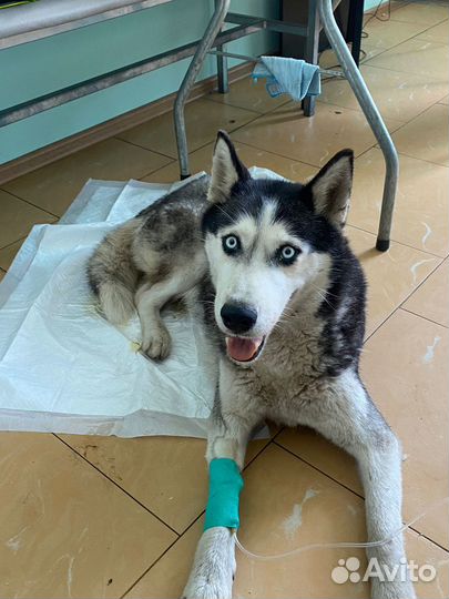 Нашли хаски мелкого размера, ей около года