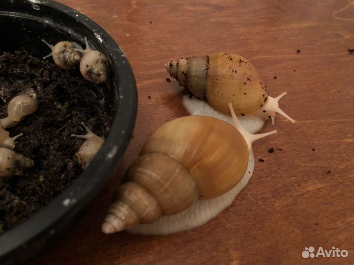 Улитки ахатины