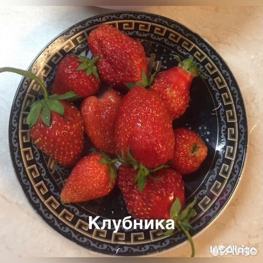 Саженцы земляника ремонтантная, клубника садовая