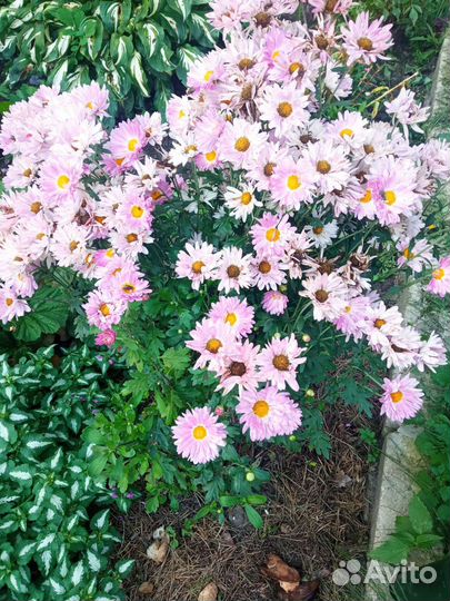 Многолетники