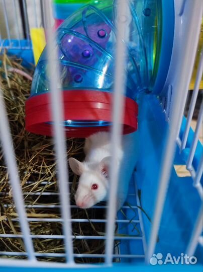 Мышки альбиносы