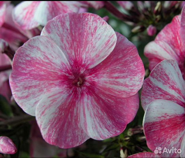 Флоксы метельчатые. корневища и цветущие