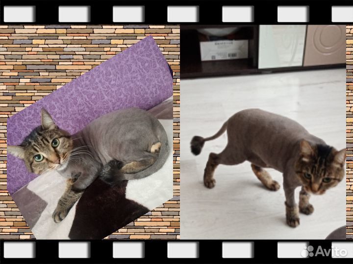 Стрижка кошек