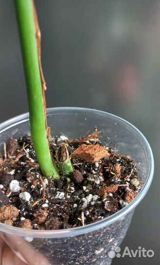 Рафидофора декурсива