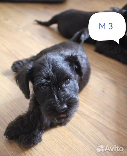 Цвергшнауцер щенок