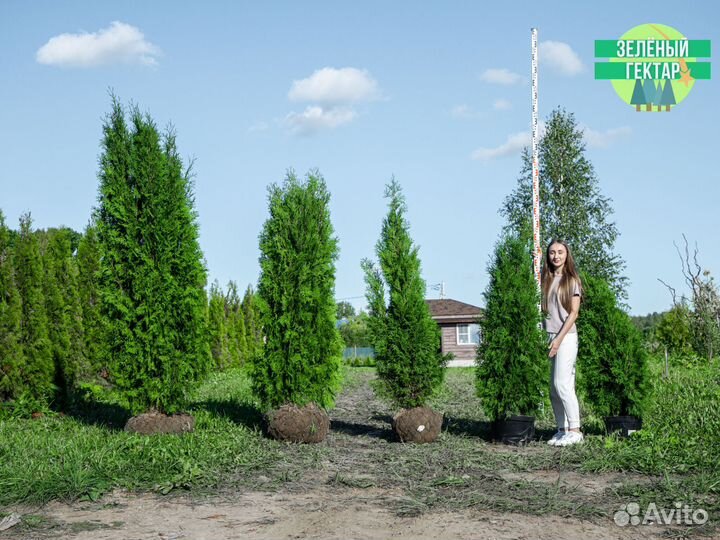 Туи колумна 140 см свежая копка 2023