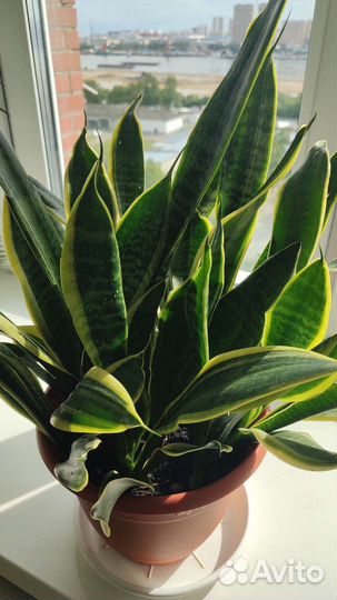 Сансевиерия. Цветок средний щучий хвост/тещин язык