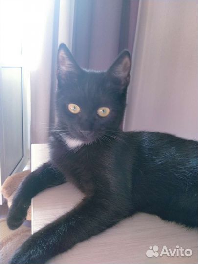 Кошечка в добрые руки