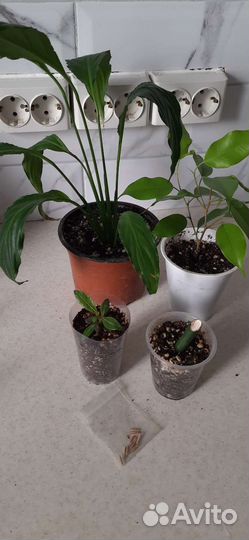 Набором комнатные растения