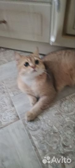 Молодой котик