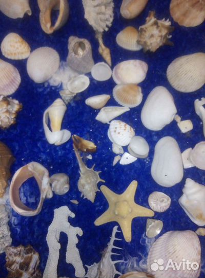 Ракушки морские