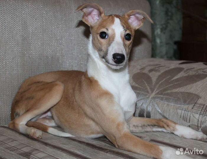 Пара уиппетов