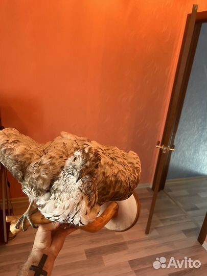 Чучело птицы