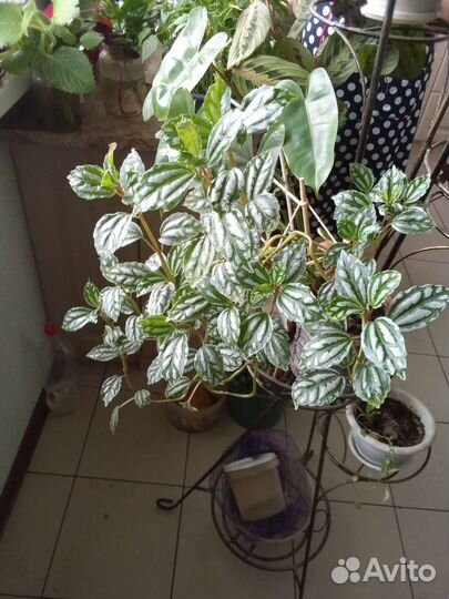 Пелея кадье