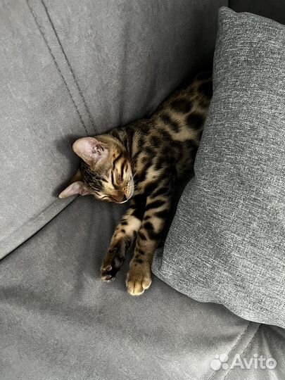 Бенгальские котята