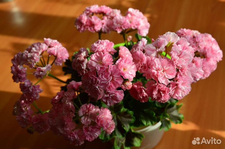 Пеларгония