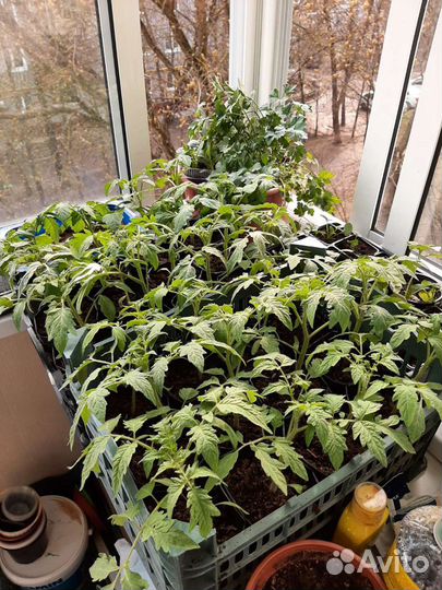 Отборный биогумус. Вермикомпост. Удобрение