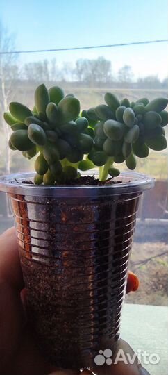 Кремнерия экспатриата кристатная