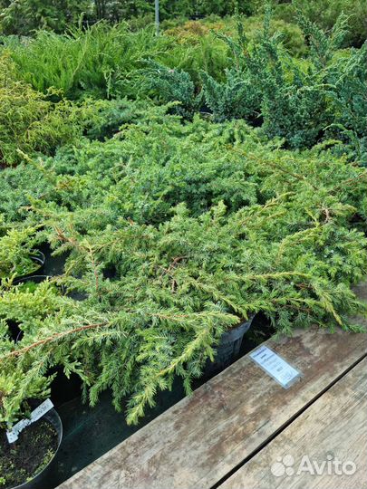 Можжевельники большой выбор