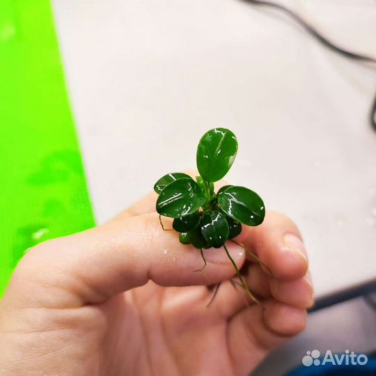 Анубиас, аквариумное растение, водоросли