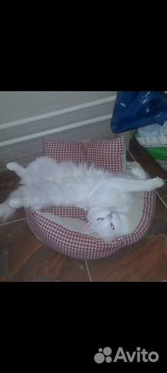 Отдам кошечку. Турецкая Ангора. 5 лет