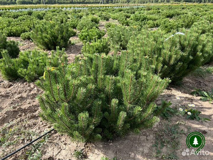 Сосна горная 1,77 м и др