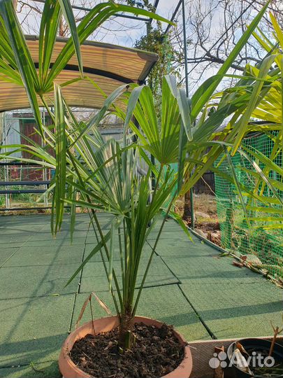 Пальма трахикарпус