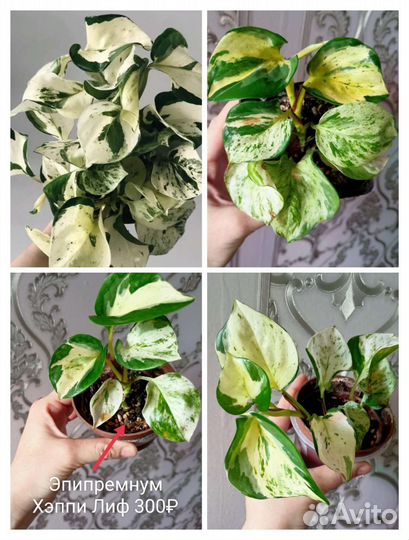 Сциндапсус, эпипремнум