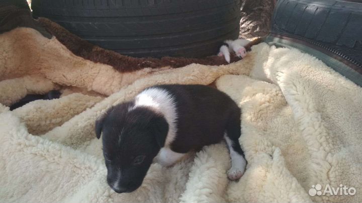 Щенок в добрые руки бесплатно