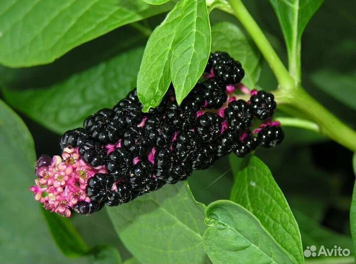 Лаконос (фитолякка)