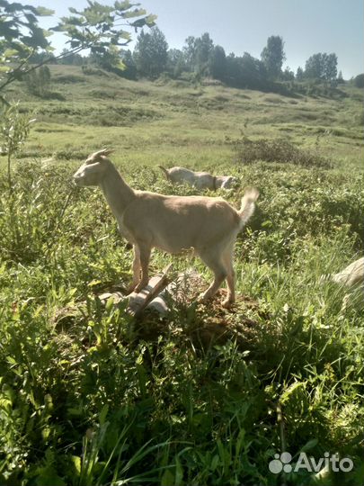 Козочка нубийская процентная