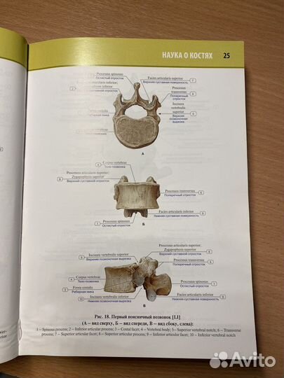 Атлас по анатомии Колесников