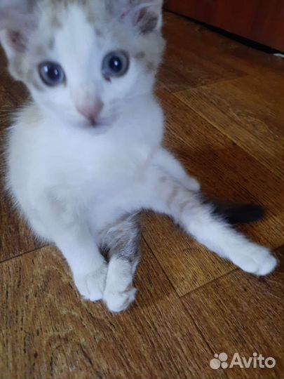 Котенок (мальчик)